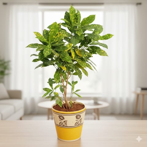 Baby Croton  in 7 inch Yellow Black Flower Designer Balti Shaped Ceramic Pot