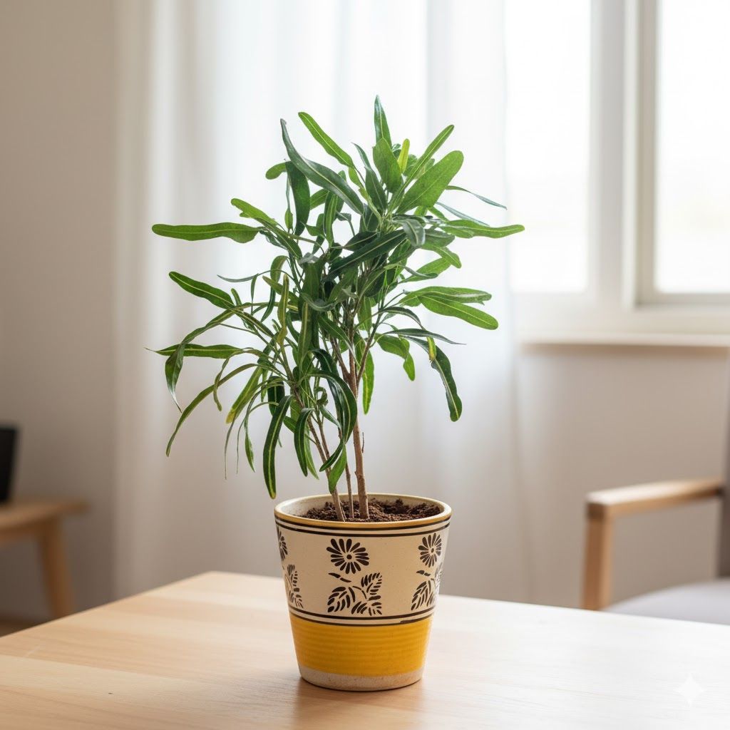 Croton Sunny Star in 5 Inch Yellow Black Flower Designer Balti Shaped Ceramic Pot