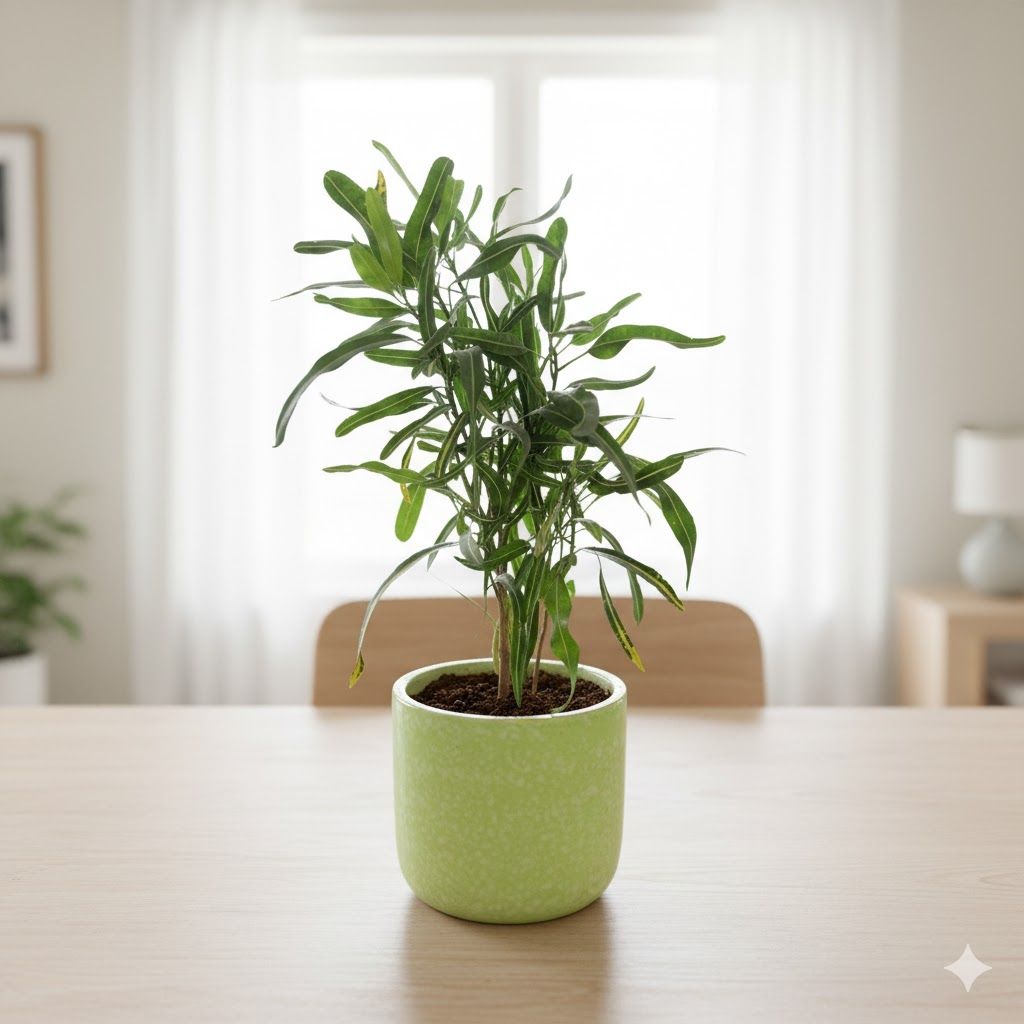 Croton Sunny Star in 6 Inch Green Classy Cup Ceramic Pot