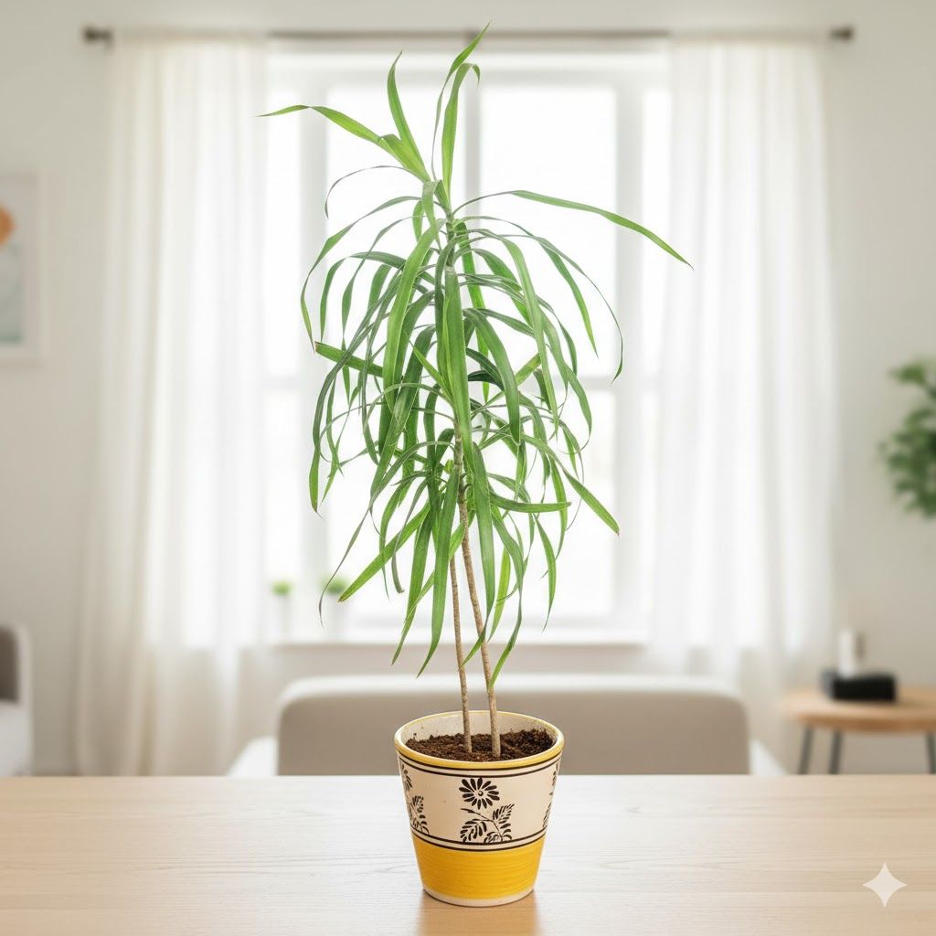 Dracaena Reflexa in 5 Inch Yellow Black Flower Designer Balti Shaped Ceramic Pot