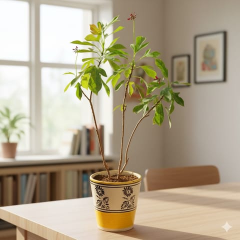 Jatropa in 5 Inch Yellow Black Flower Designer Balti Shaped Ceramic Pot