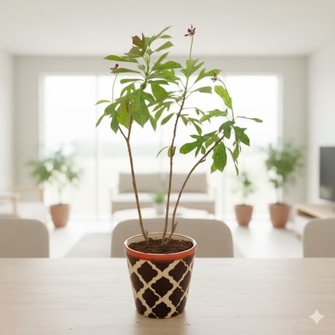 Jatropha / Sundar Rupa (any colour) in 5 Inch Black Moroccan Designer Balti Shaped Ceramic Pot