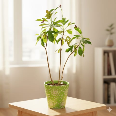 Jatropha / Sundar Rupa (any colour) in 7 Inch Green Floral Designer Taper Ceramic Pot