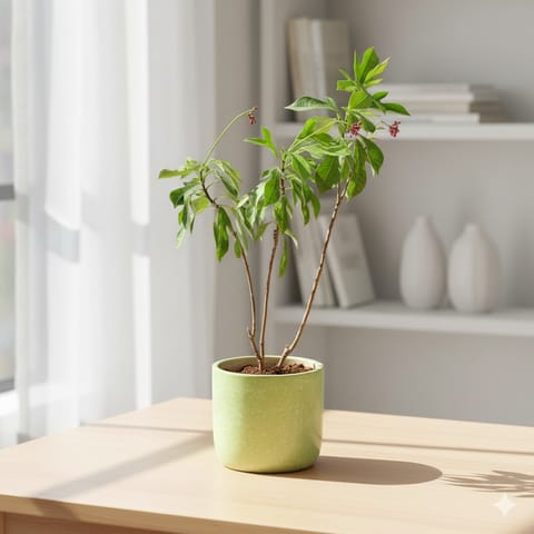 Jatropha / Sundar Rupa in 6 Inch Green Classy Cup Ceramic Pot