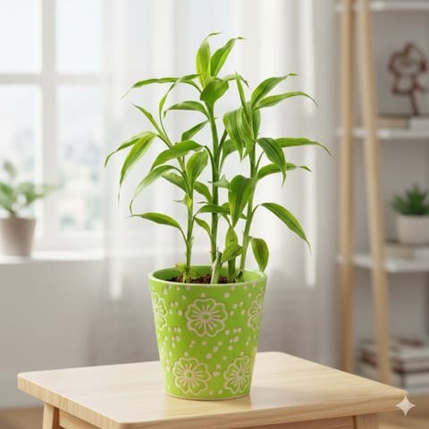 Lucky Bamboo in 7 Inch Green Floral Designer Taper Ceramic Pot