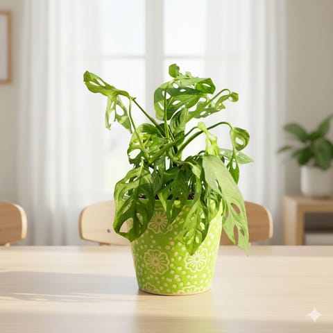 Monstera Broken Heart in 7 Inch Green Floral Designer Taper Ceramic Pot