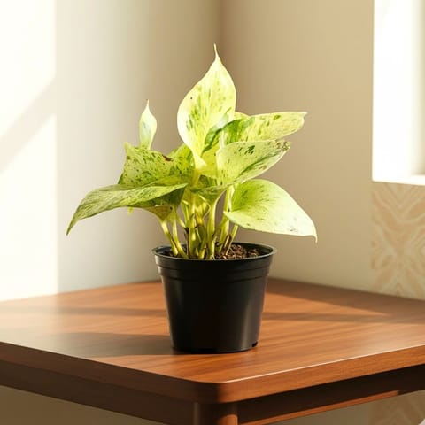 Money Plant White in 4 Inch Nursery Pot