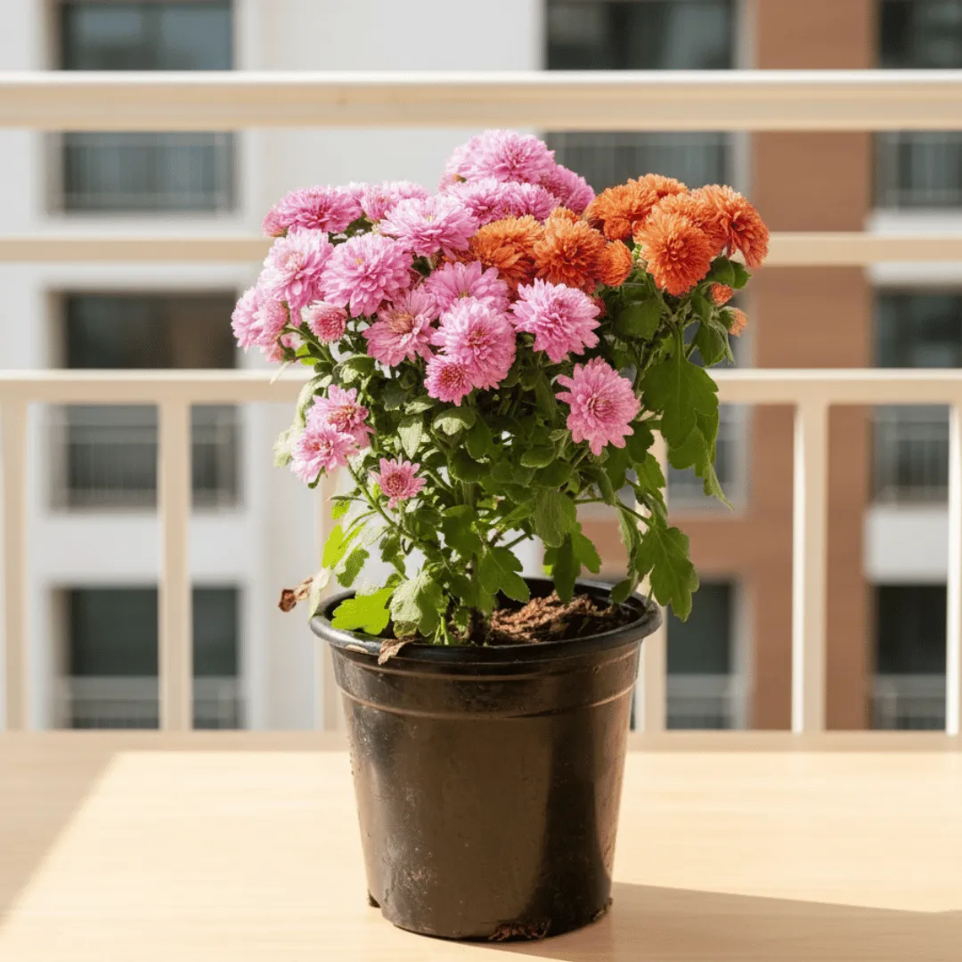 Chrysanthemum / Guldaudi (any colour) in 4 Inch Nursery Pot