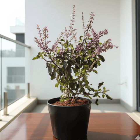 Shyama Tulsi in 4 Inch Nursery Pot