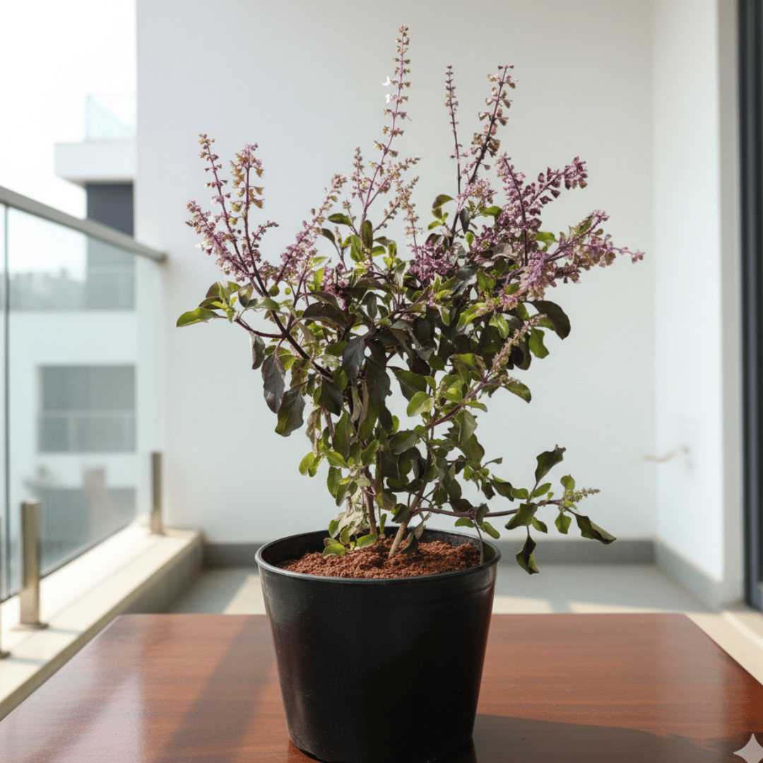 Shyama Tulsi in 4 Inch Nursery Pot