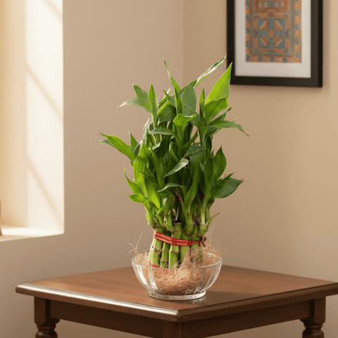 Gift Ready - 2 Layer Lucky Bamboo in Glass Bowl With a Chic Bag