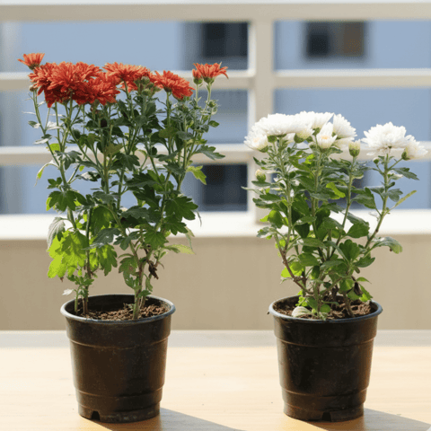 Set of 2 - Chrysanthemum / Guldaudi (any colour) in 4 Inch Nursery Pot