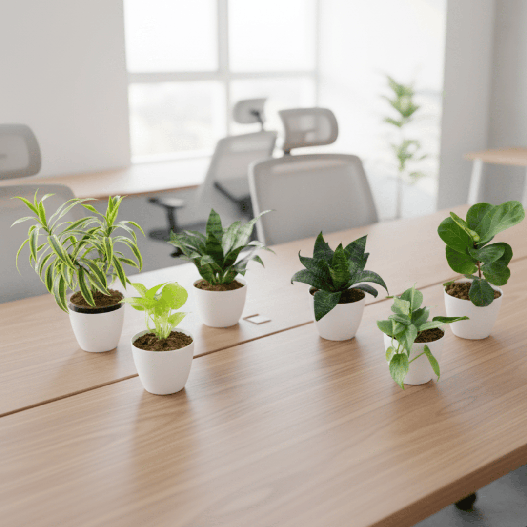 Indoor Table Top Steal - Set of 6 - Song of India, Snake Green, Fiddle Leaf Fig / Ficus Lyrata, Money Plant Golden, Philodendron Green & Syngonium White in 5 Inch Premium Sphere Plastic Pot