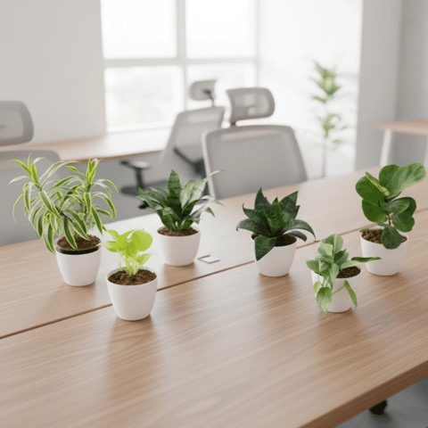 Indoor Table Top Steal - Set of 6 - Song of India, Snake Green, Fiddle Leaf Fig / Ficus Lyrata, Money Plant Golden, Philodendron Green & Syngonium White in 5 Inch Premium Sphere Plastic Pot