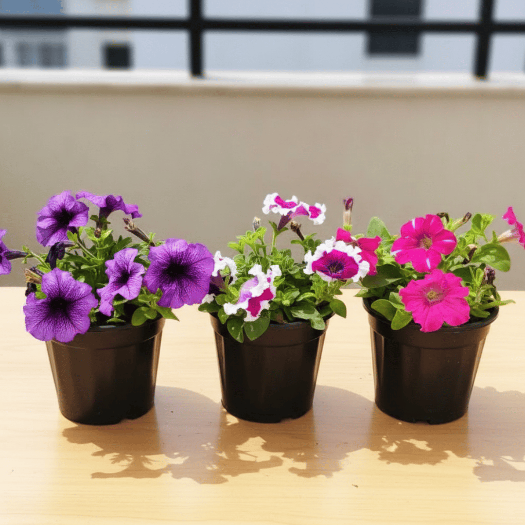 Set of 3 - Petunia (Pink White, Purple & Pink) (any design) in 5 Inch Nursery Pot