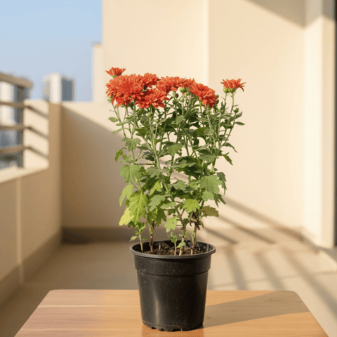 Chrysanthemum / Guldaudi in 4 Inch Nursery Pot (Any Colour)