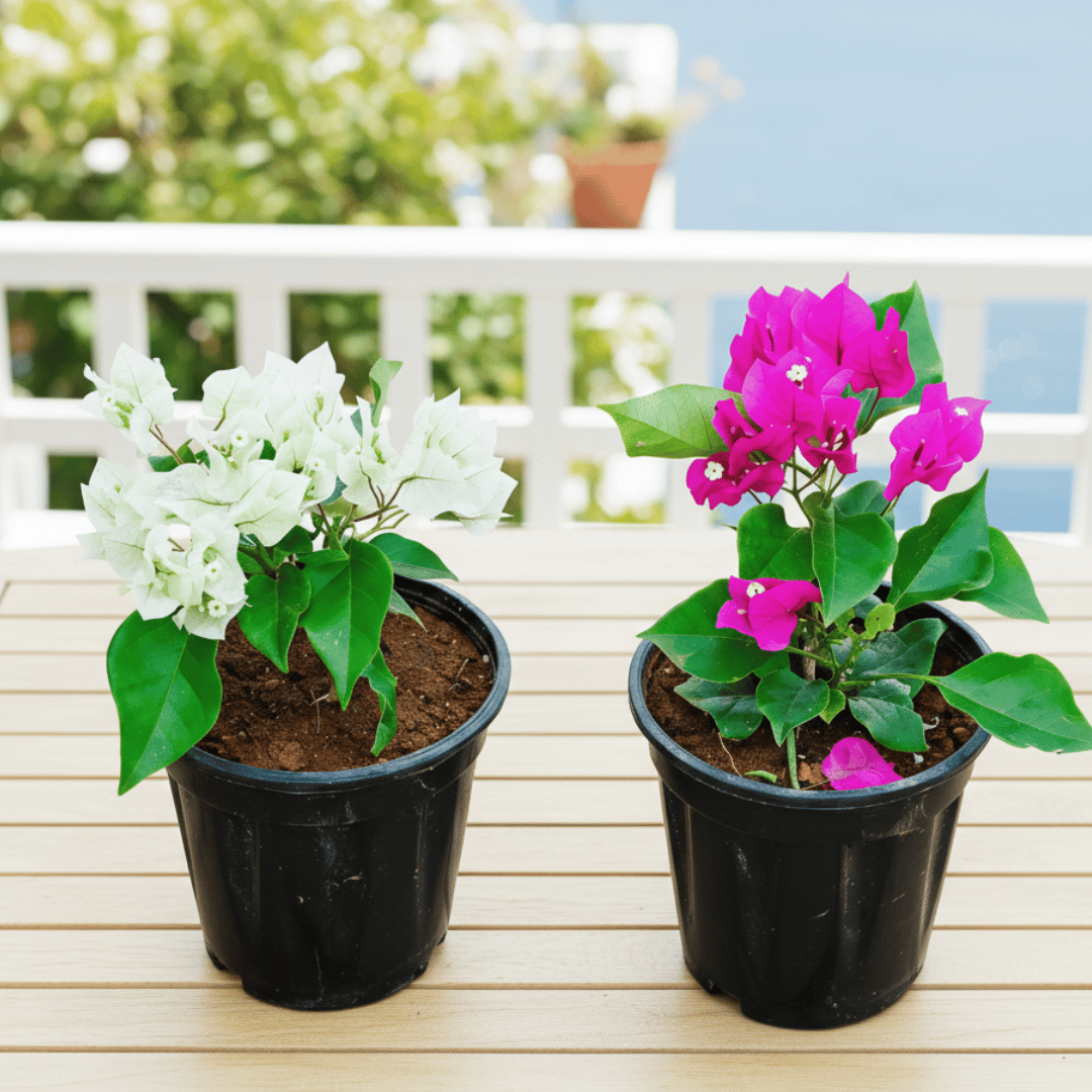 Set of 2 - Bougainvillea (White & Pink) in 5 Inch Nursery Pot