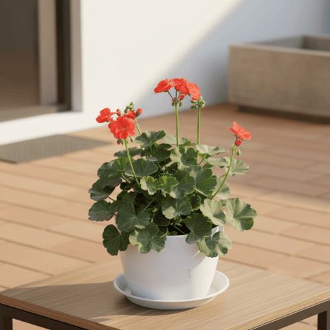 Geranium (Any Colour) in 7 Inch White Premium Sphere Plastic Pot with Tray