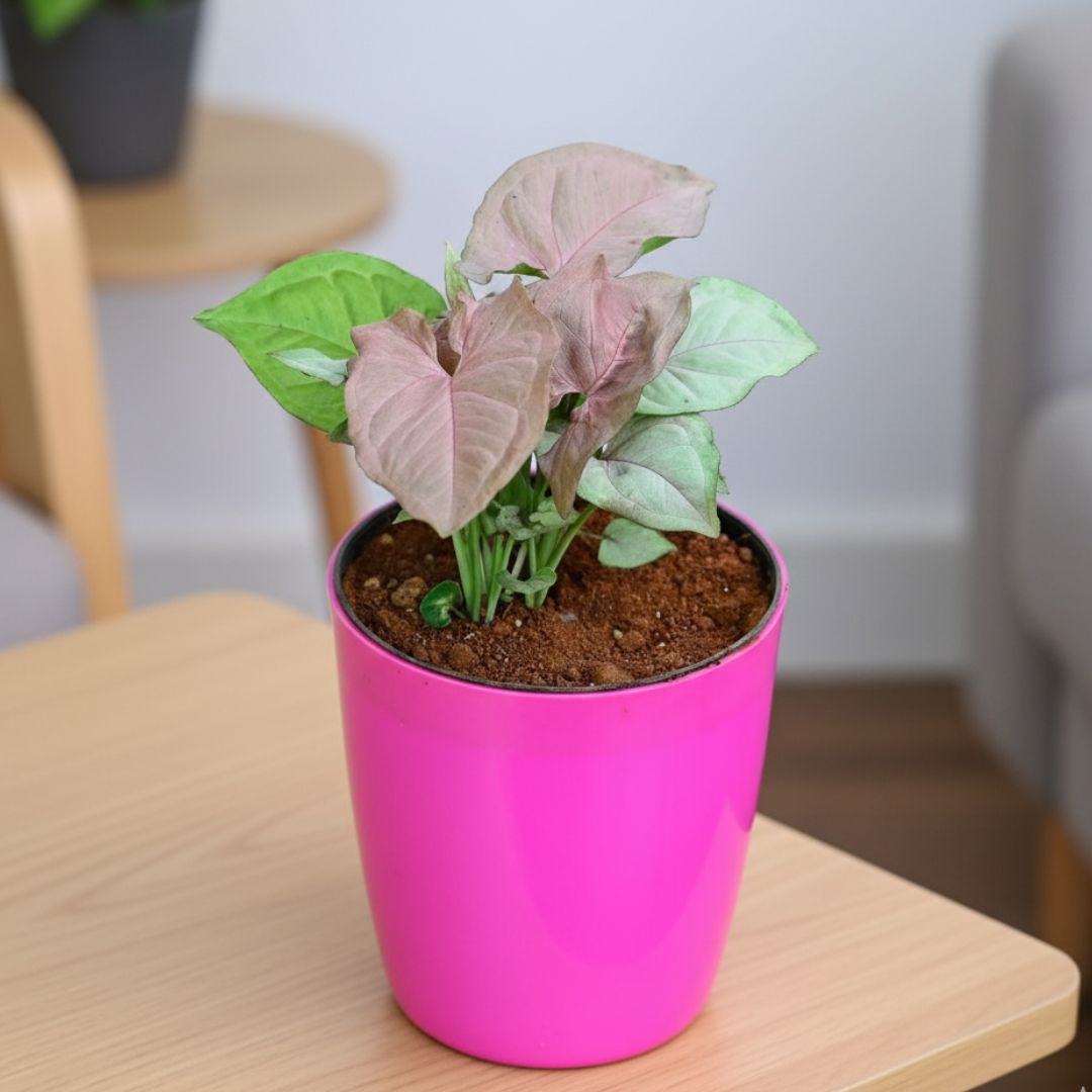 Gift Ready - Syngonium Pink in 5 Inch Premium Sphere Plastic Pot (any colour) With a Chic Bag
