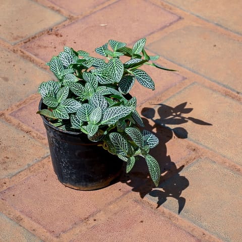 Fittonia in 4 Inch Nursery Pot
