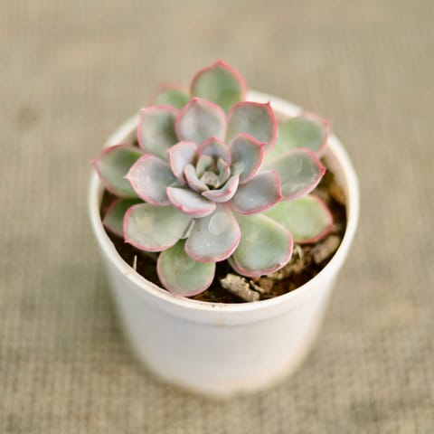 Vishnu Kamal Succulent in 3 Inch Nursery Pot