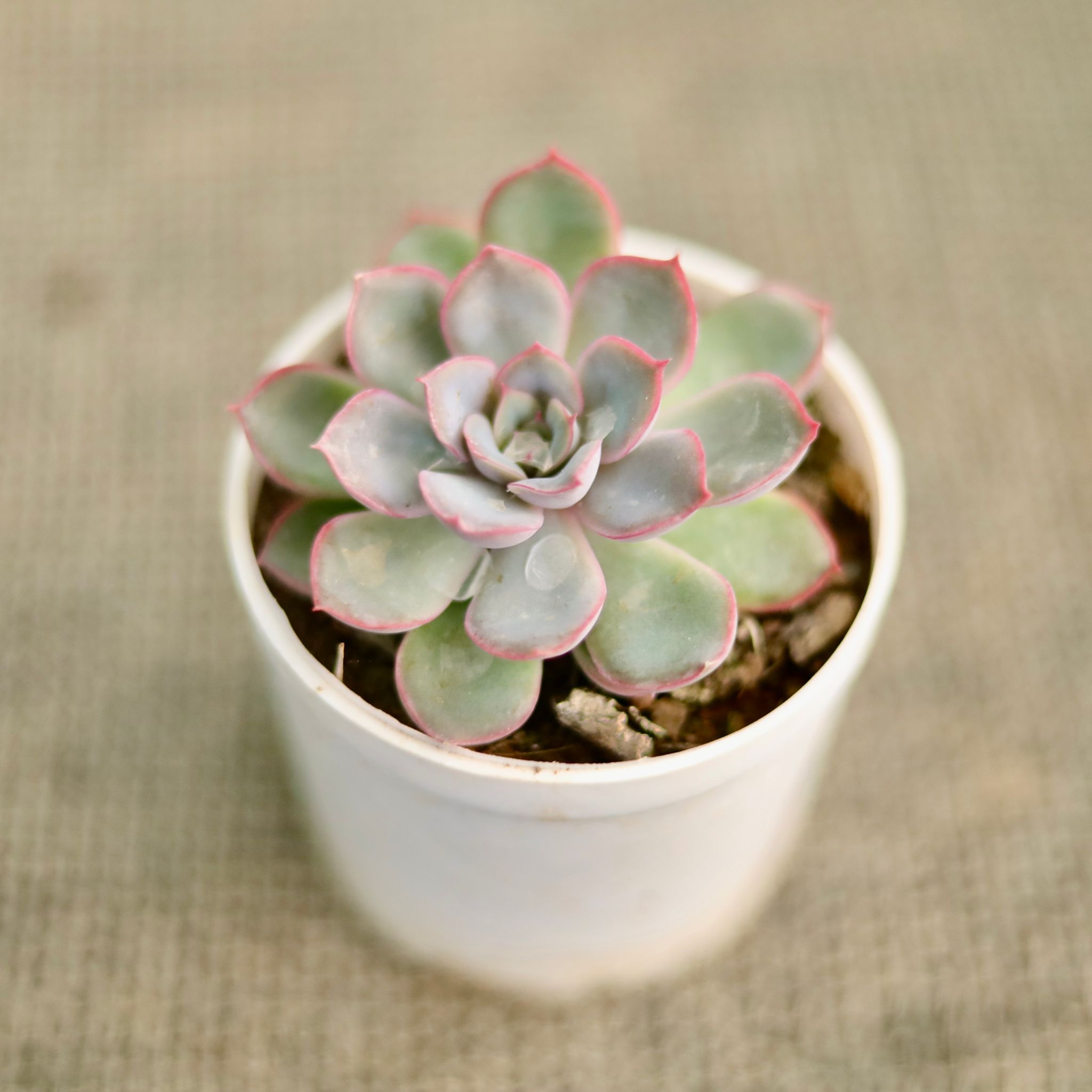 Vishnu Kamal Succulent in 3 Inch Nursery Pot