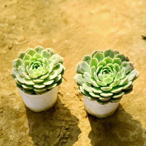 Set of 2 - Vishnu Kamal Succulent in 4 Inch Nursery Pot