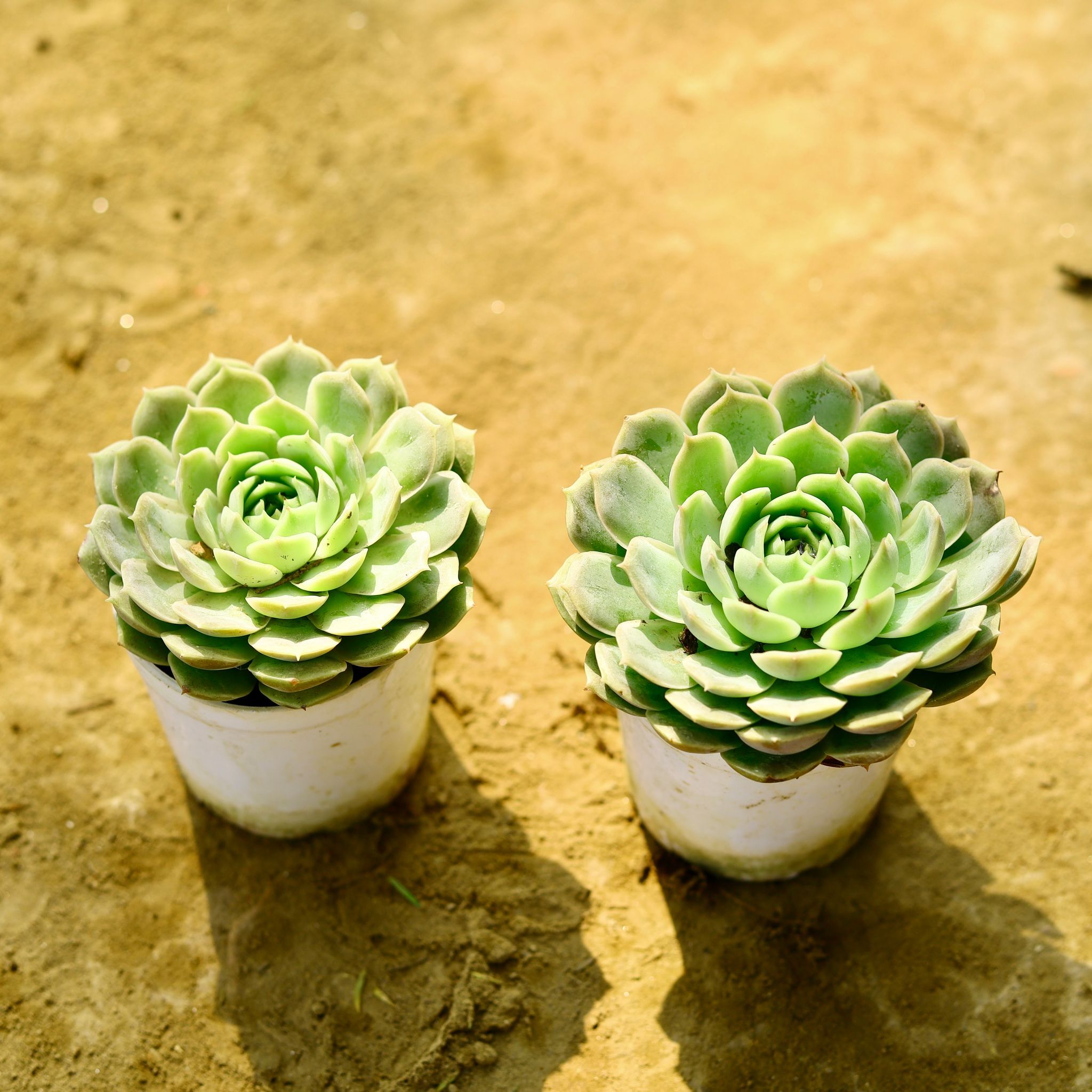 Set of 2 - Vishnu Kamal Succulent in 4 Inch Nursery Pot