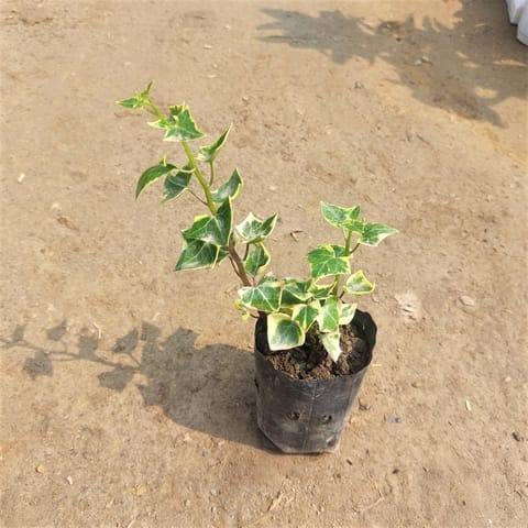 English Ivy Succulent in 3 Inch Nursery Bag
