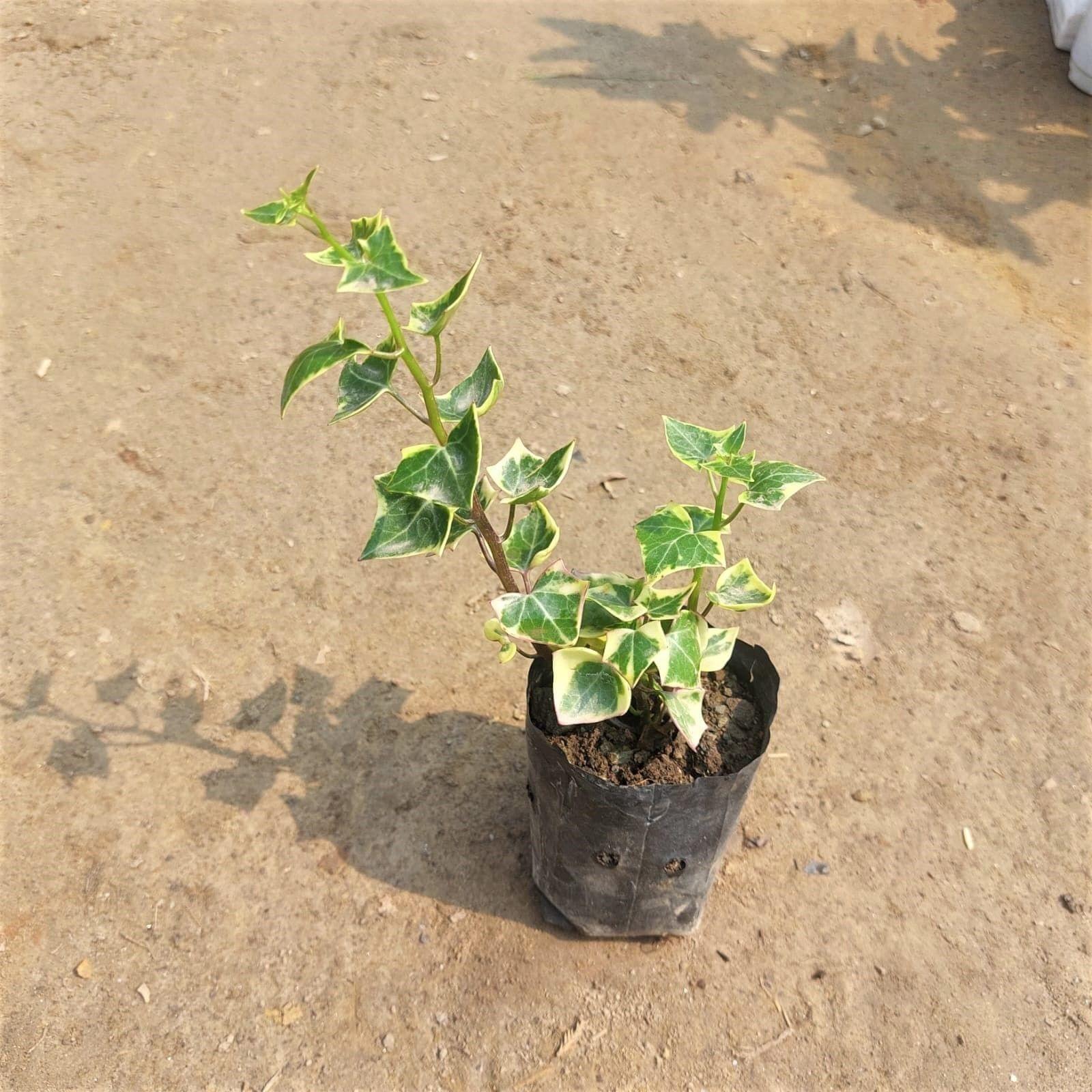 English Ivy Succulent in 3 Inch Nursery Bag