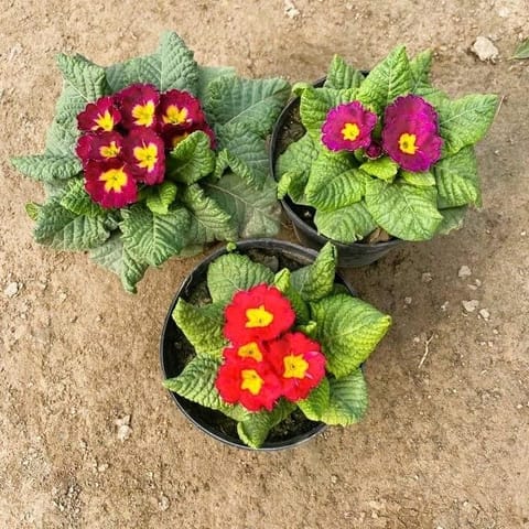 Set of 3 - Primula rosea (any colour) in 6 Inch Nursery Pot