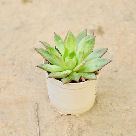 Laxmi kamal Succulent in 3 Inch Nursery Pot