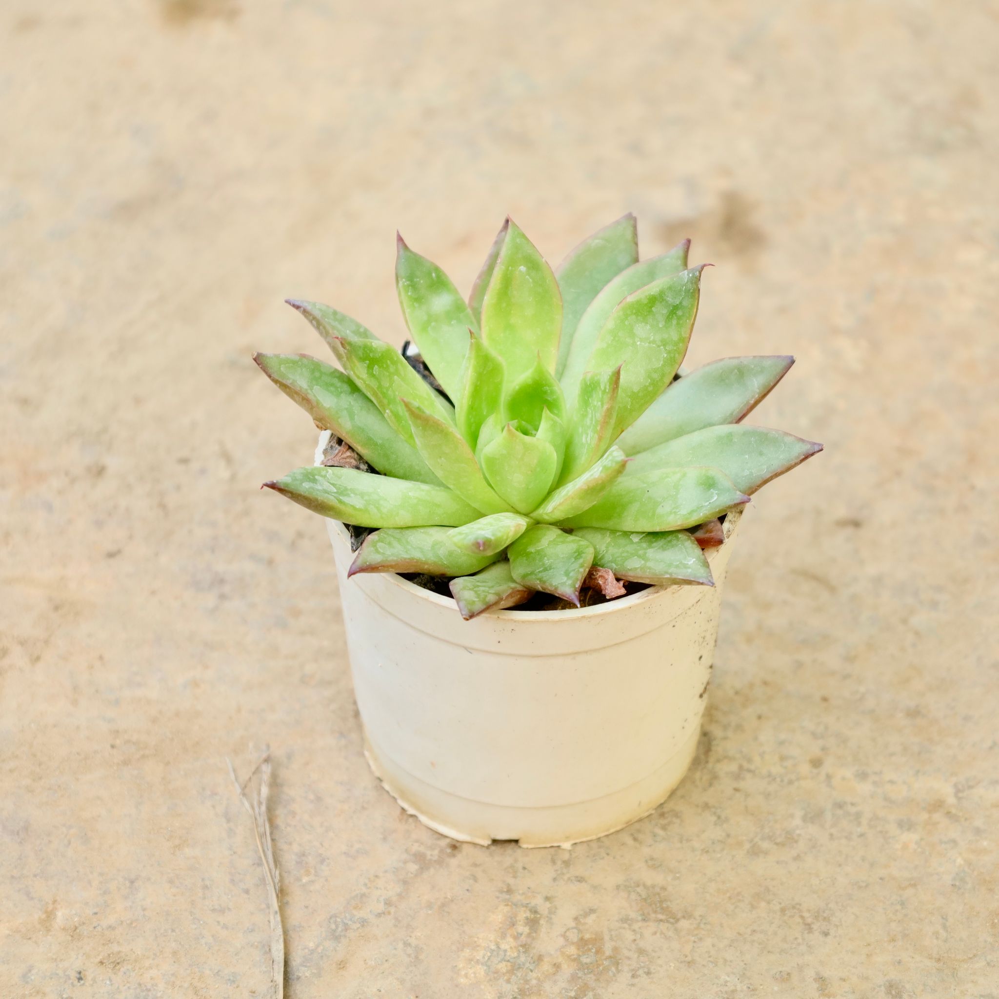 Laxmi kamal Succulent in 3 Inch Nursery Pot