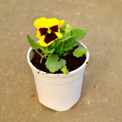 Pansy (any colour) in 6 Inch White Nursery Pot