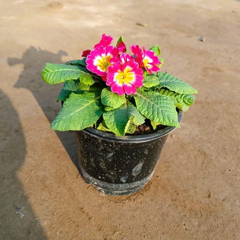 Prime rosea /Primula Rosea (any colour) in 6 Inch Nursery Pot