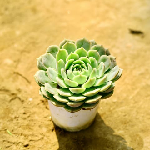 Vishnu Kamal Succulent in 4 Inch Nursery Pot