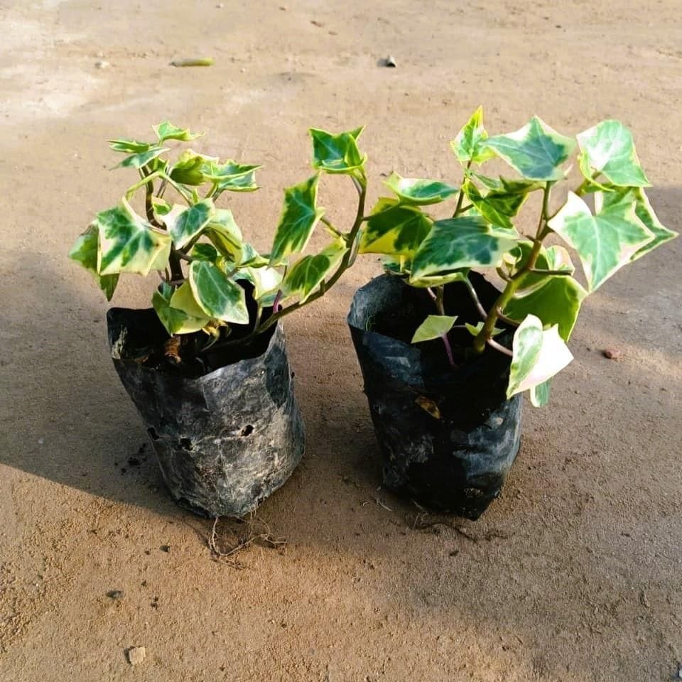 Set of 2 - English Ivy in 4 Inch Nursery Bag