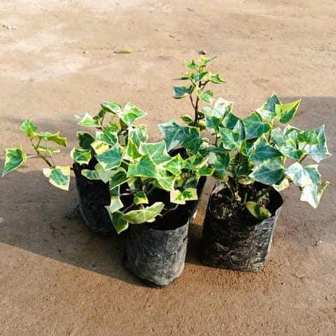 Set of 4 - English Ivy in 4 Inch Nursery Bag