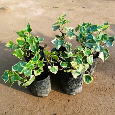 Set of 5 - English Ivy in 4 Inch Nursery Bag