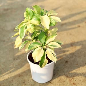 Schefflera variegated in 6 Inch White Nursery Pot