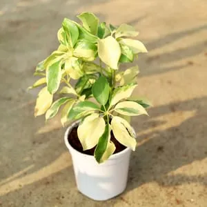 Schefflera variegated in 6 Inch White Nursery Pot