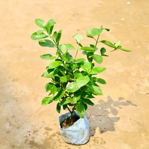 Gardenia / Gandhraaj in 8 Inch Nursery Bag