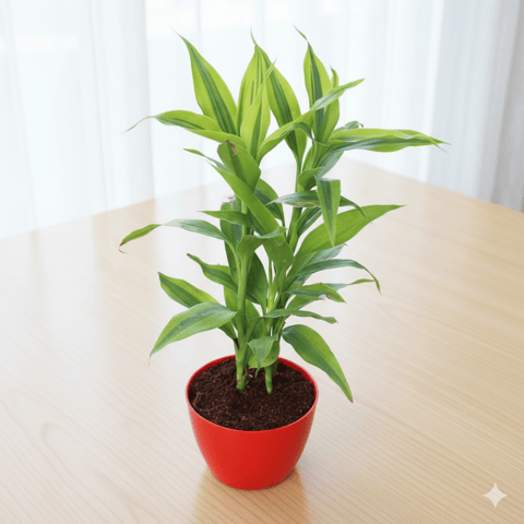 Lucky Bamboo in 4 Inch Red Premium Orchid Round Plastic Pot