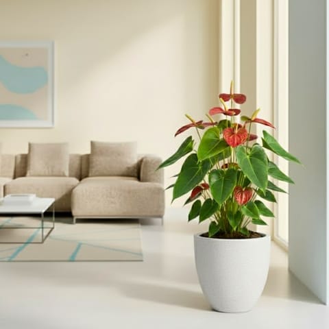 Anthurium Red in 08 X 08 Inch White Premium Convessa Fiberglass Planter