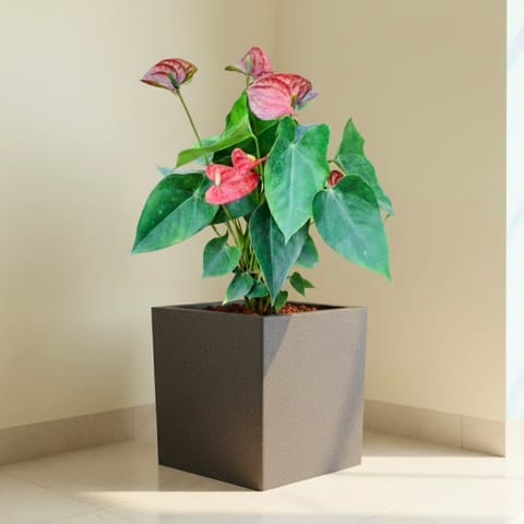 Anthurium Red in 8 X 8 Inch Grey Premium Kyvos Fiberglass Planter