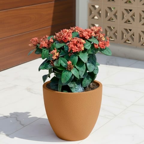 Ixora Red ( ~ 1 Ft) in 08 X 08 Inch Sandstone Premium Convessa Fiberglass Planter
