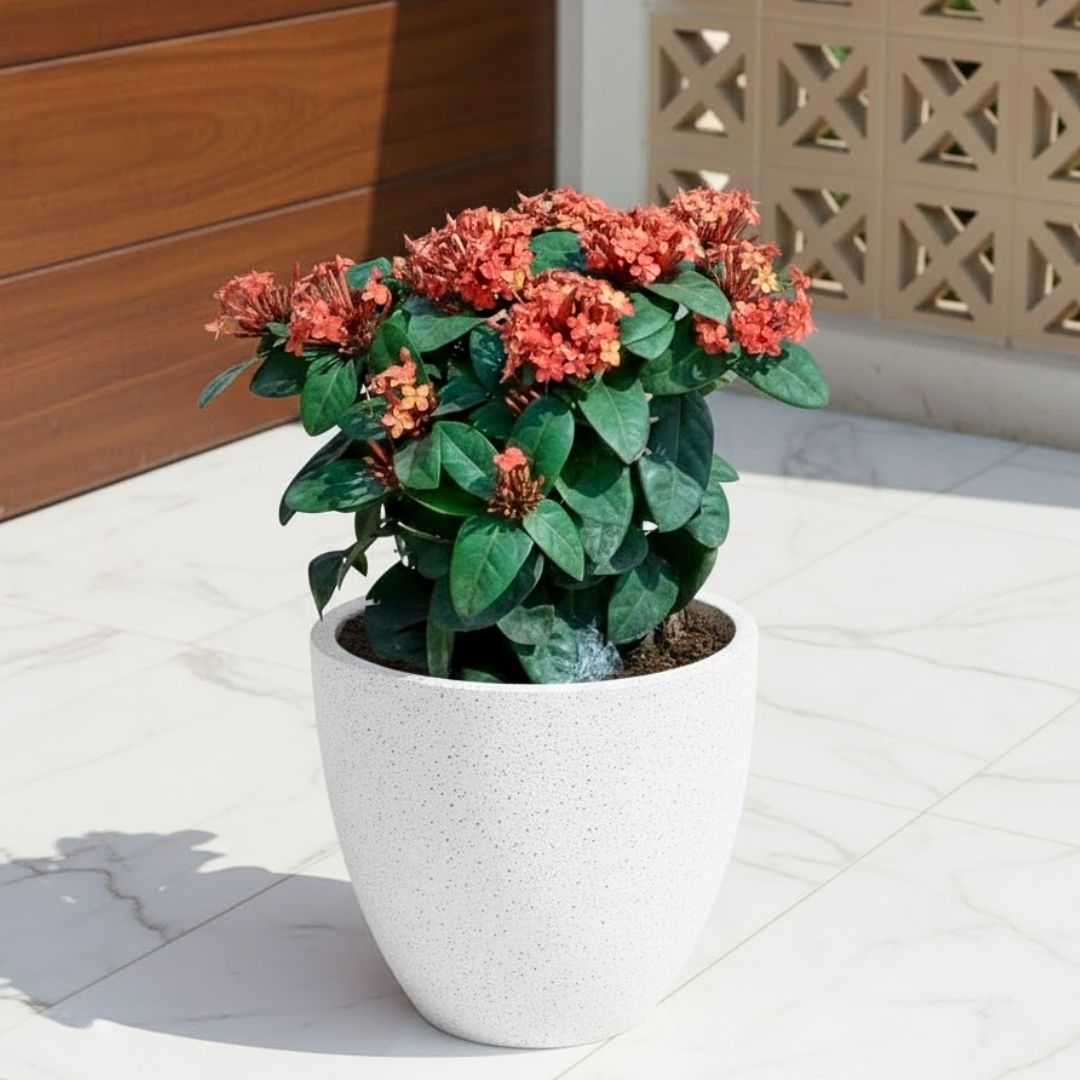Ixora Red ( ~ 1 Ft) in 08 X 08 Inch White Premium Convessa Fiberglass Planter