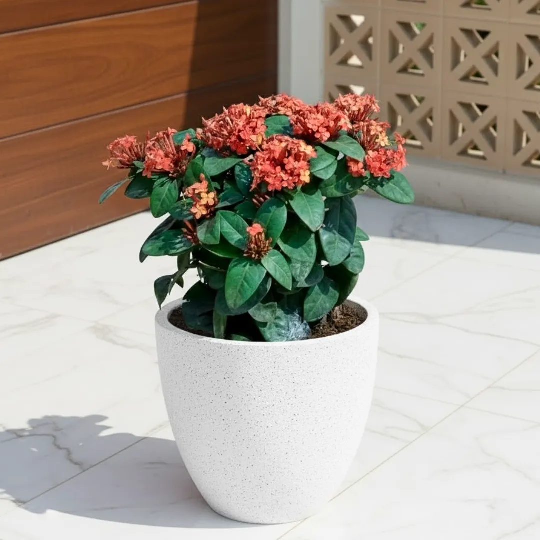 Ixora Red ( ~ 1 Ft) in 08 X 08 Inch White Premium Convessa Fiberglass Planter