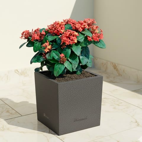 Ixora Red ( ~ 1 Ft) in 8 X 8 Inch Grey Premium Kyvos Fiberglass Planter