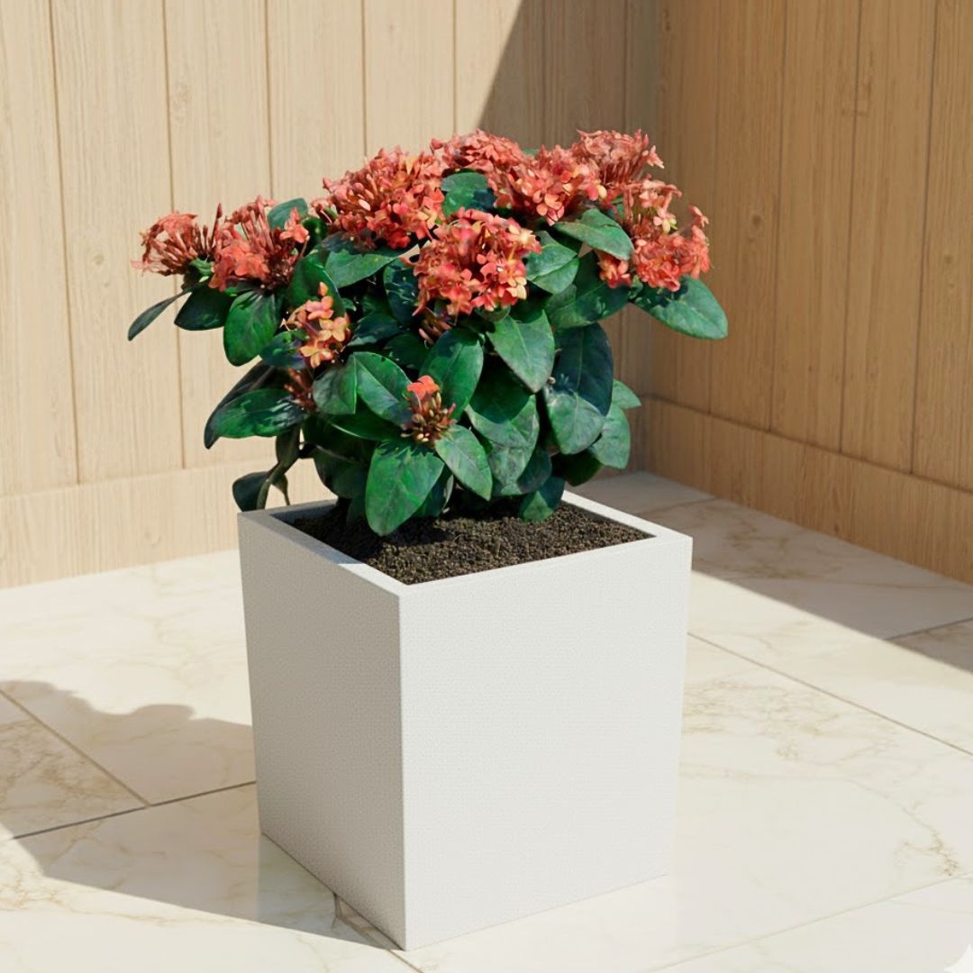 Ixora Red ( ~ 1 Ft) in 8 X 8 Inch White Premium Kyvos Fiberglass Planter